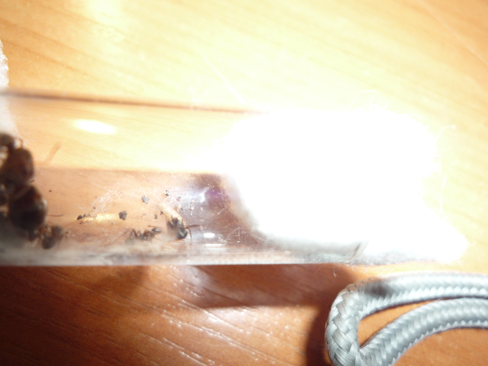 Brought the ants out of the winter. - My, Ants, Ant farm