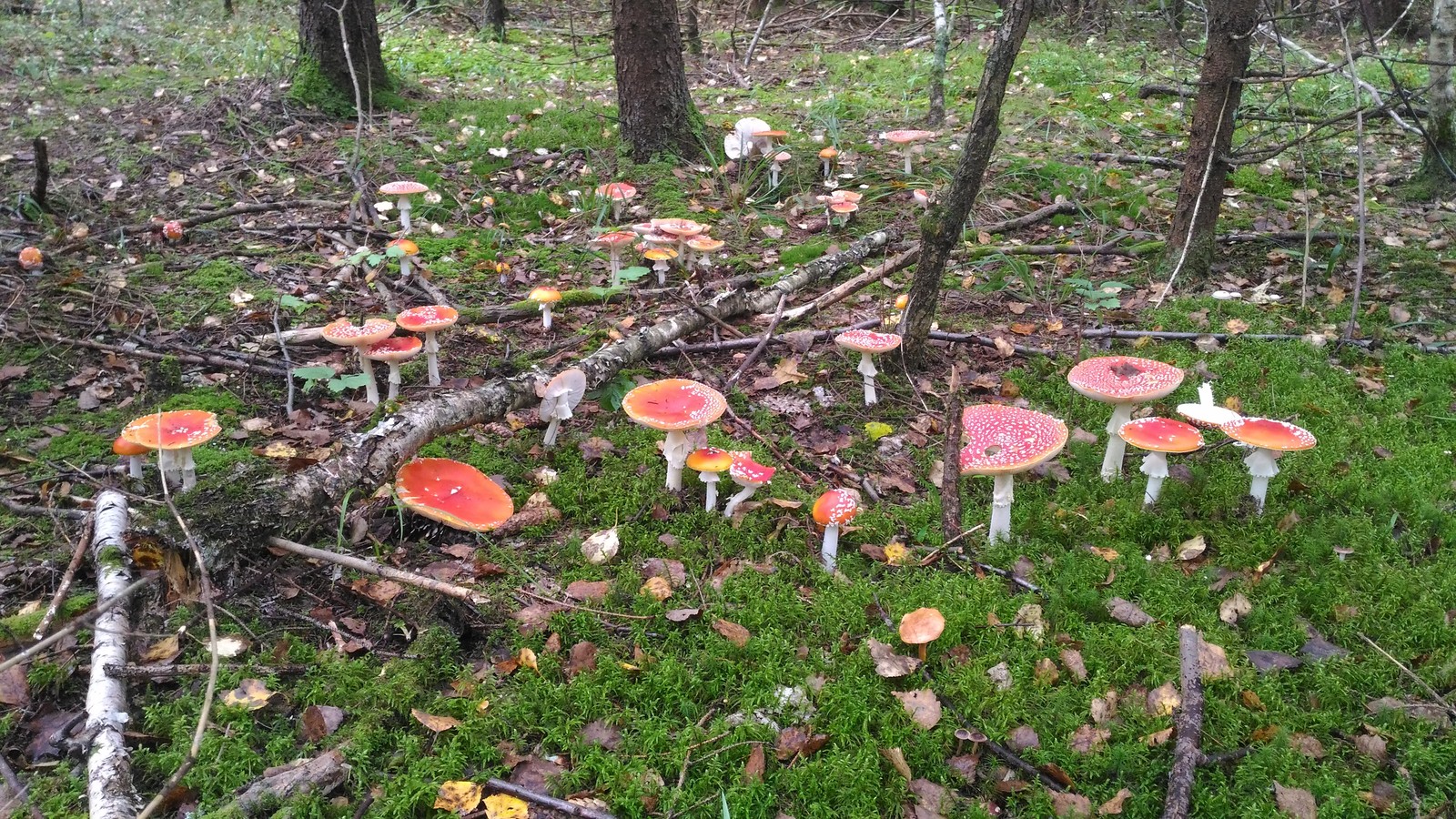 Harvest in speck - My, Mushrooms, Fly agaric, Подмосковье