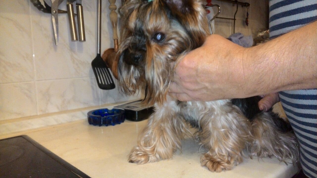 Found a dog! - My, Found a dog, Lost, Moscow, Yorkshire Terrier, Longpost