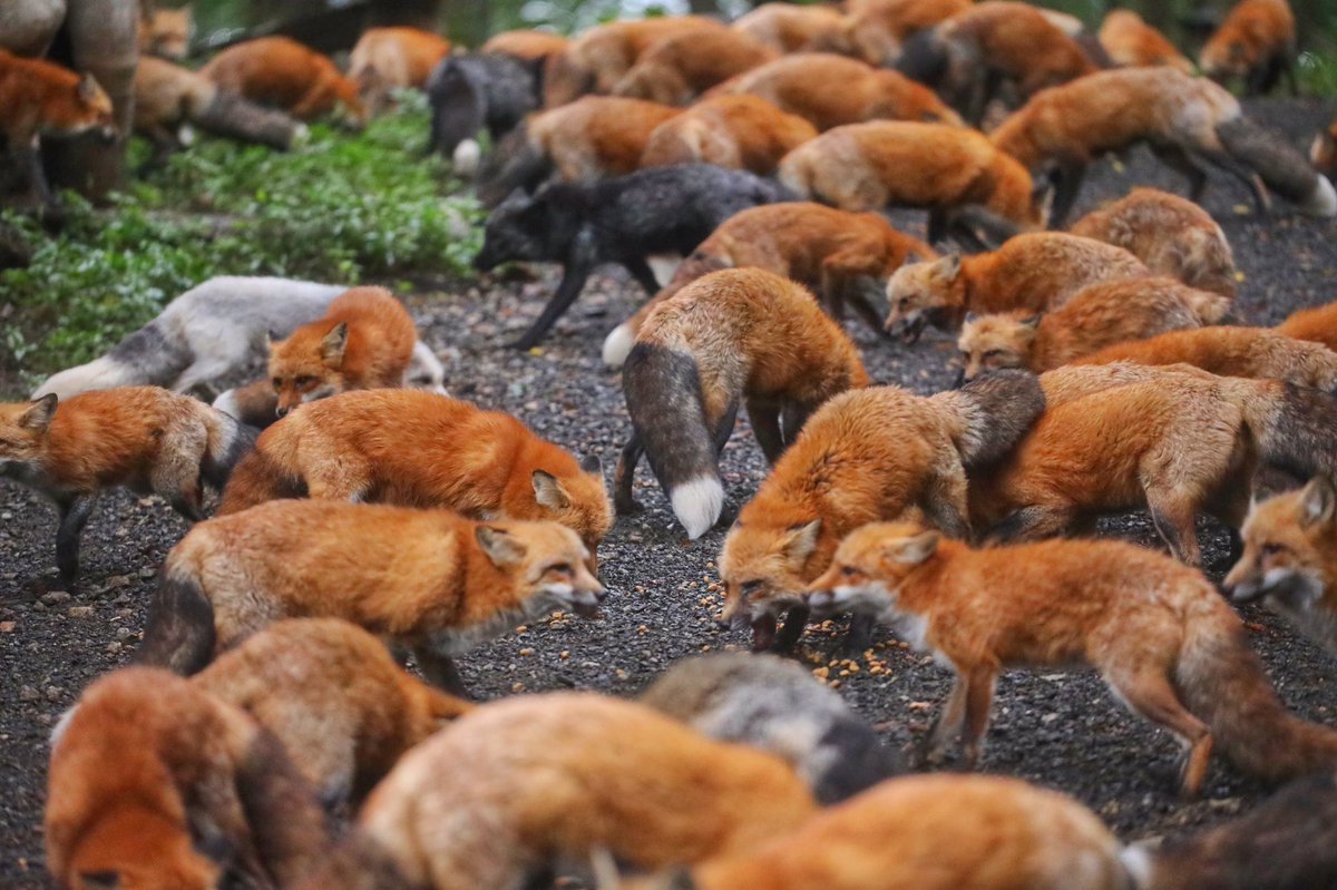 A lot of foxes ^.^ - Fox, Fox Village, , Fyr, In the animal world