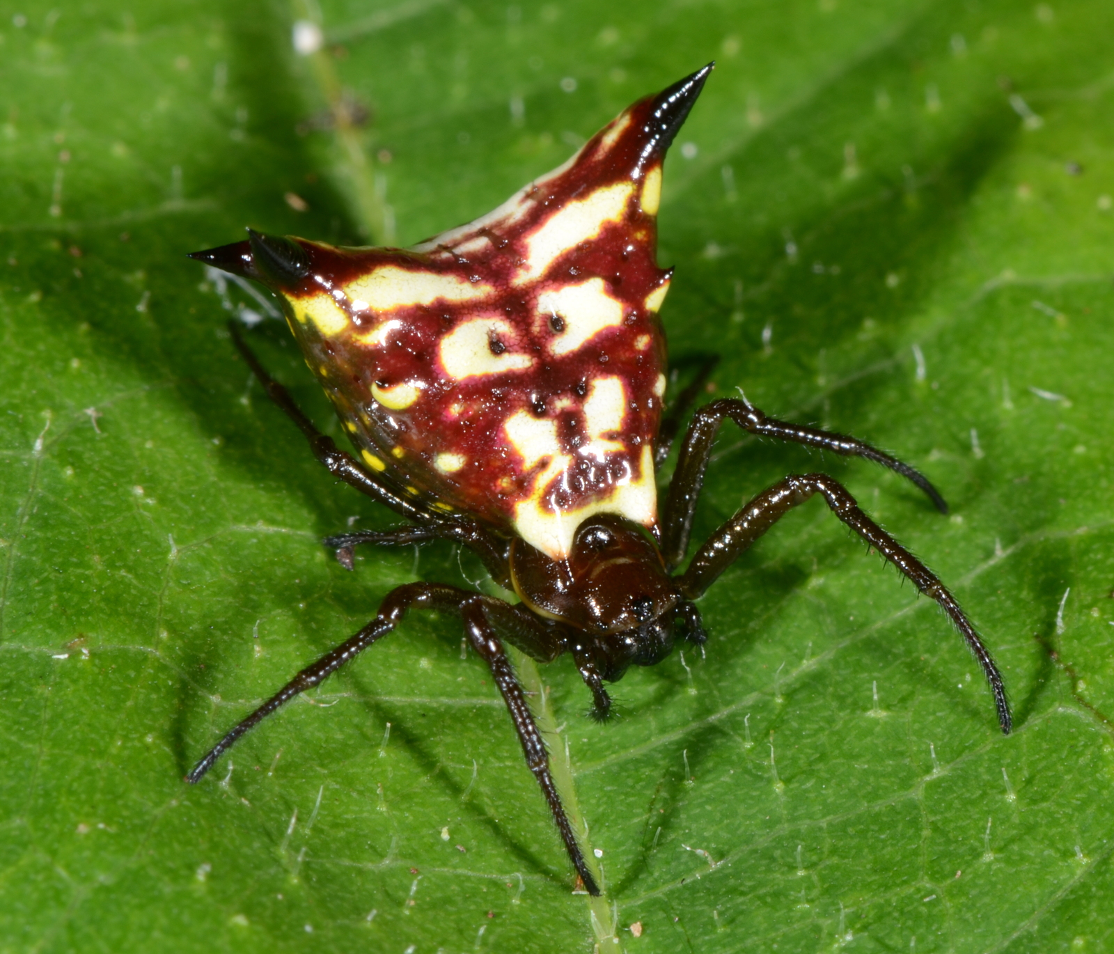 Horns and spikes. - My, Spider, Arachnophobia, Horns, Thorns, Longpost