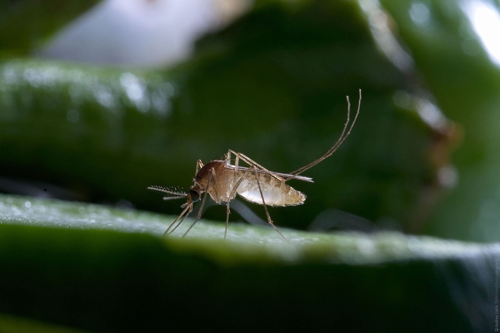 Vegetarian mosquito eats cucumbers - My, Mosquitoes, Macro, Macro photography, The photo, Vegetarianism