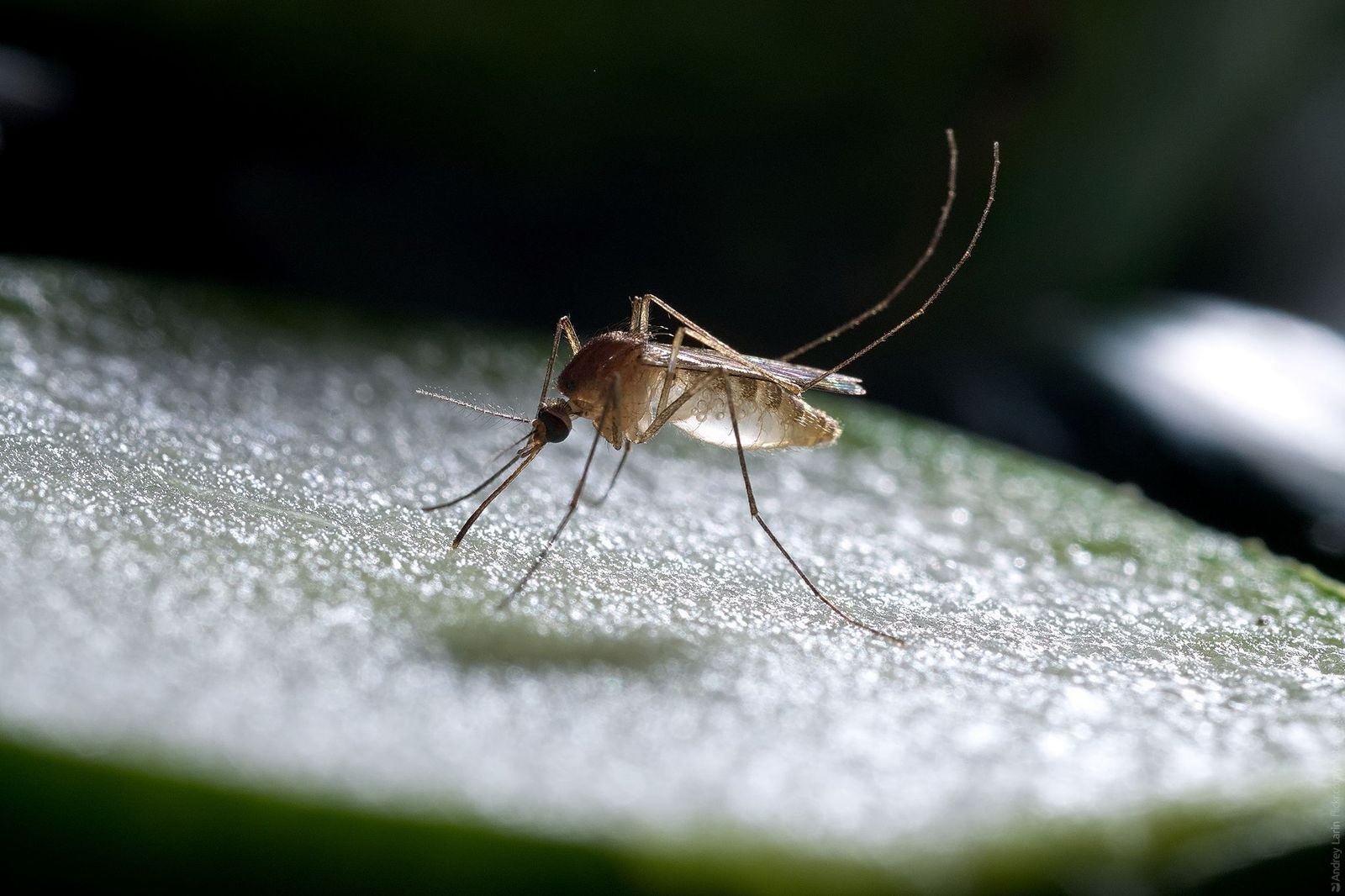 Vegetarian mosquito eats cucumbers - My, Mosquitoes, Macro, Macro photography, The photo, Vegetarianism