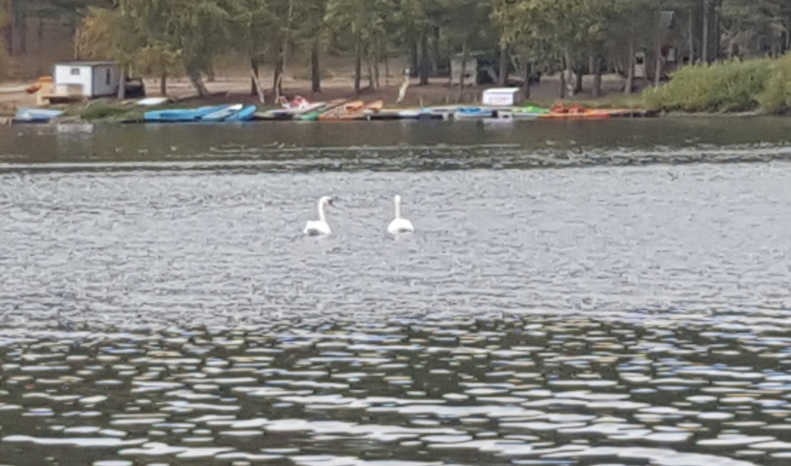 Swan Song of the Blue Lake - My, Kazakhstan, Borovoe, Burabay, Vacation, Longpost