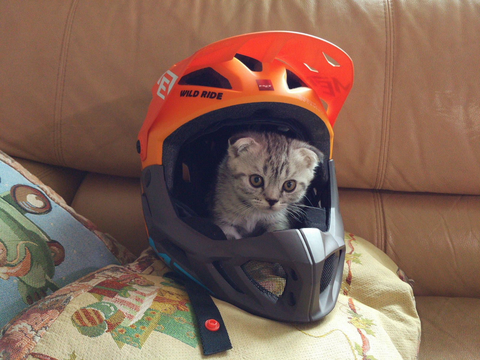 Helmet - My, cat, Helmet, MTB