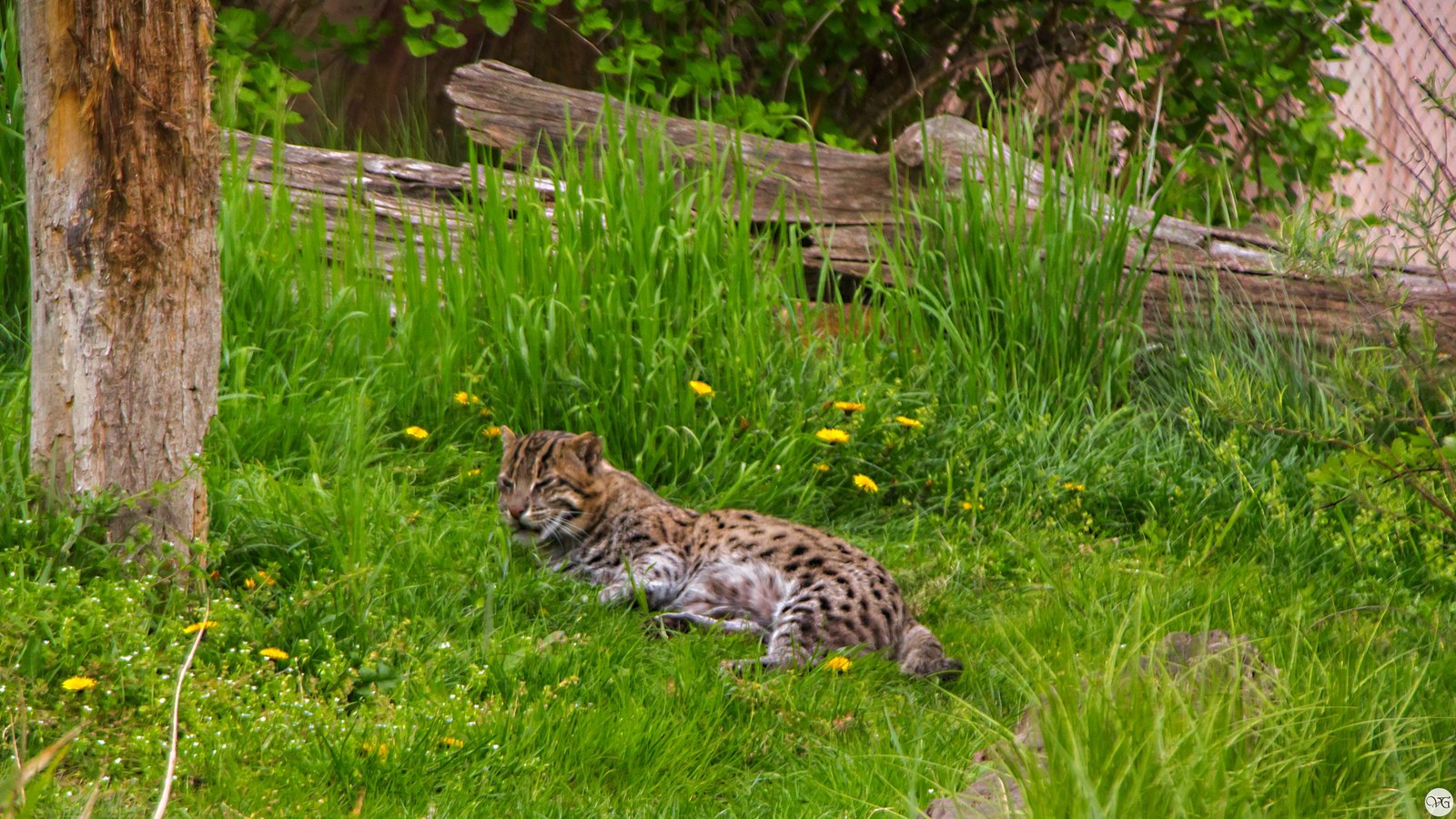 Prague Zoo. - Prague Zoo, Travels, Part 2, The photo, Canon, Beginning photographer, Longpost