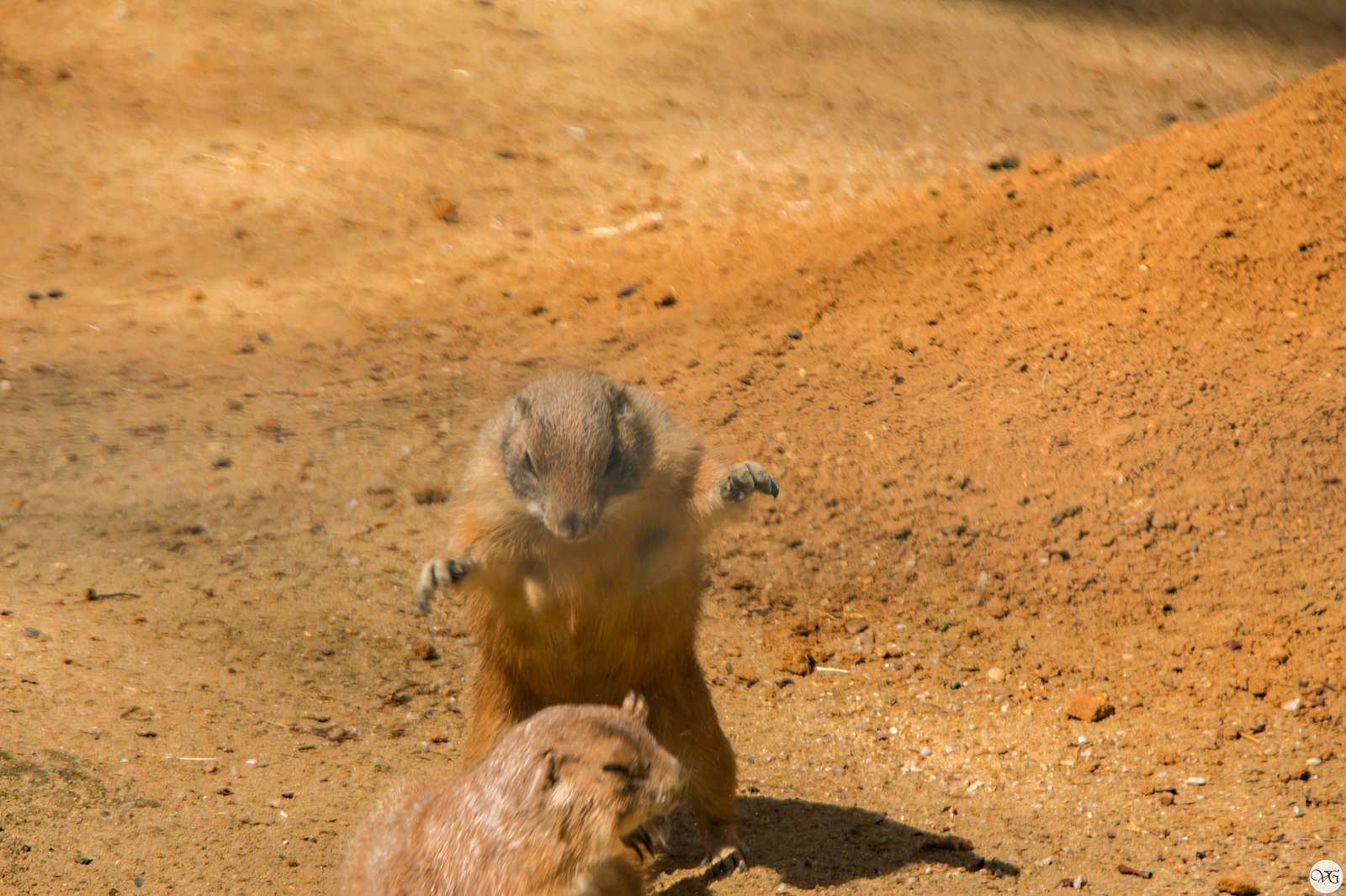 Prague Zoo. - Prague Zoo, Travels, Part 2, The photo, Canon, Beginning photographer, Longpost