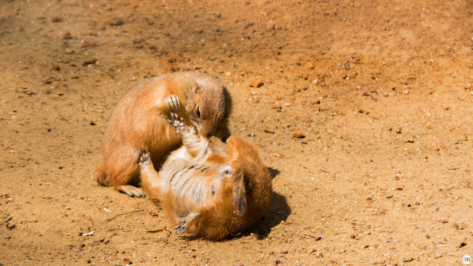 Prague Zoo. - Prague Zoo, Travels, Part 2, The photo, Canon, Beginning photographer, Longpost