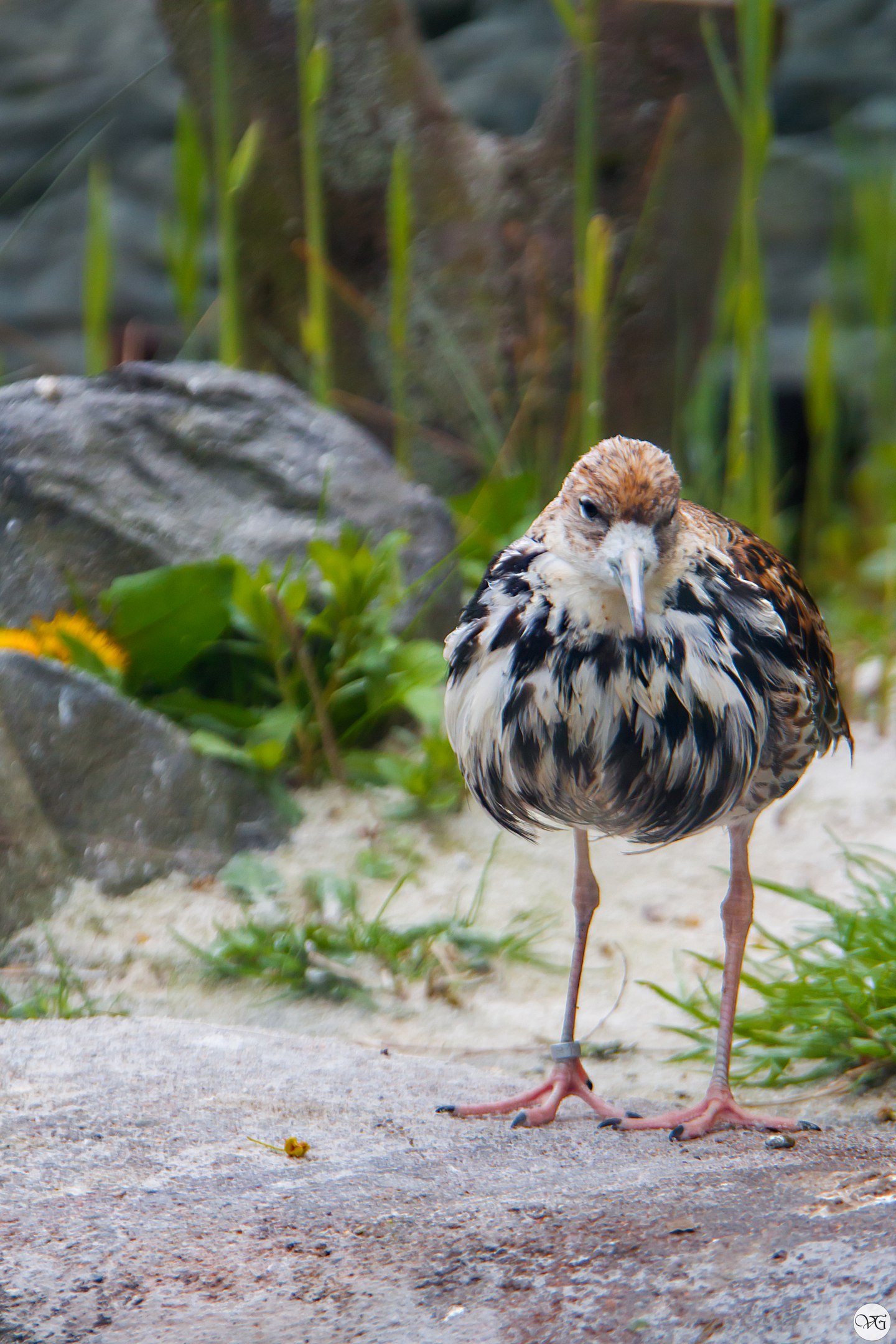 Prague Zoo. - Prague Zoo, Travels, Part 2, The photo, Canon, Beginning photographer, Longpost