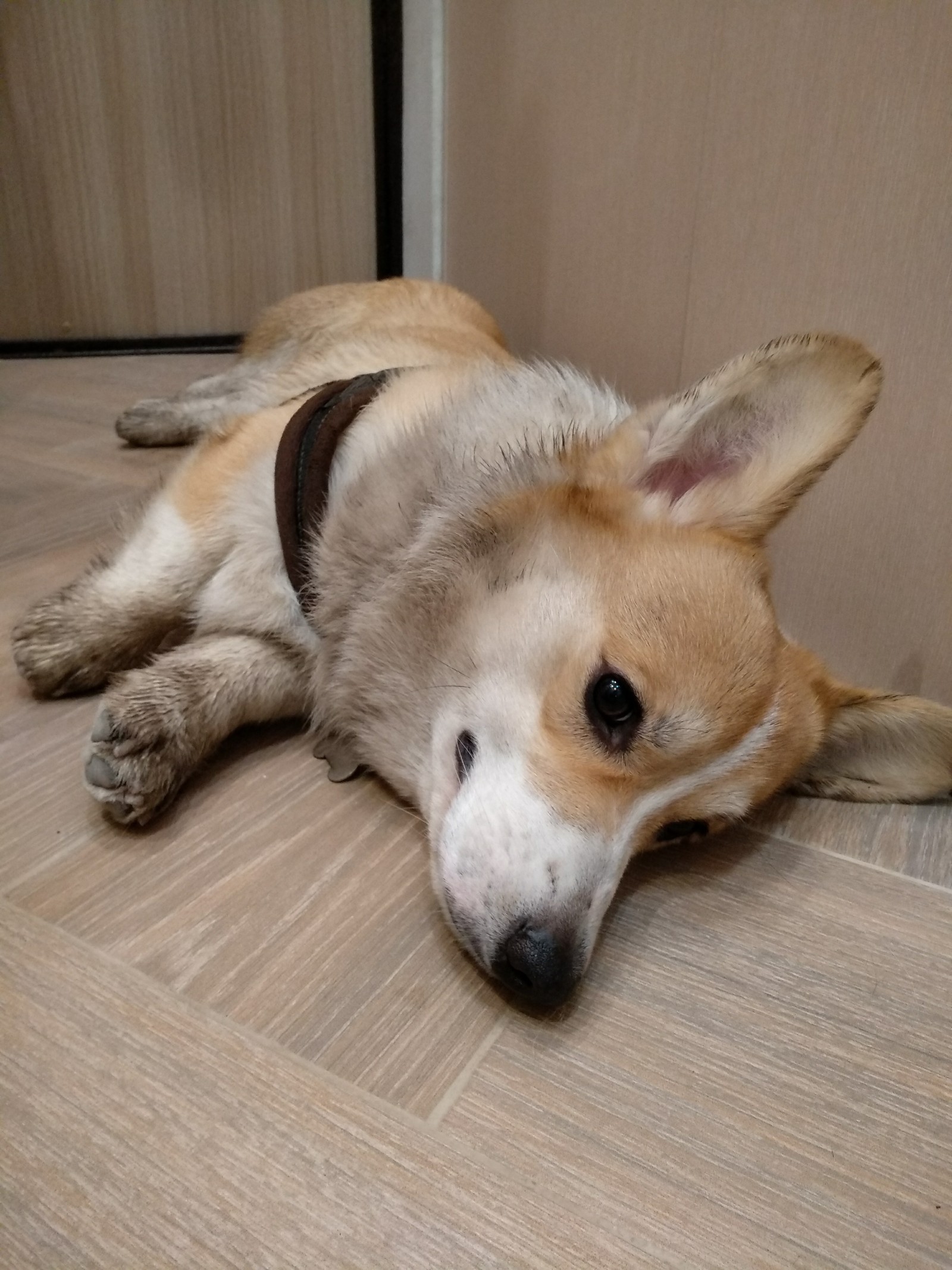 Dog life. We walked. - My, Dog, Welsh corgi pembroke, Corgi