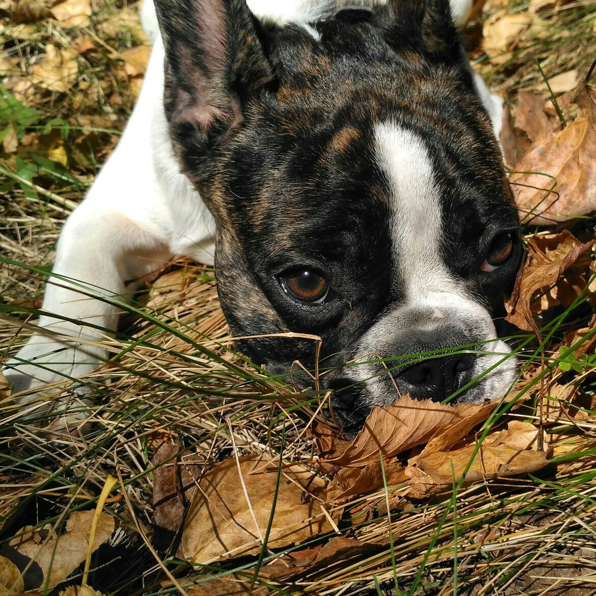 Hitchcock - My, French Bulldog, Bulldog, Dog, Friend, Longpost