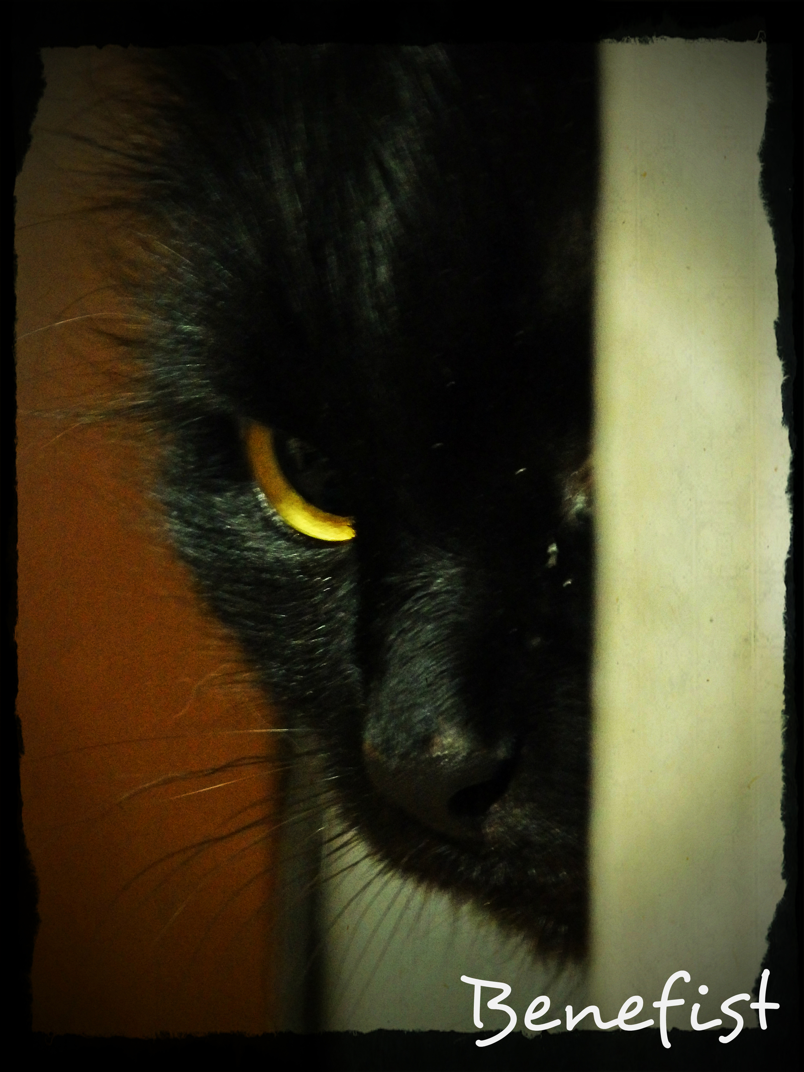 I'm watching you! - My, cat, Surveillance, Spy