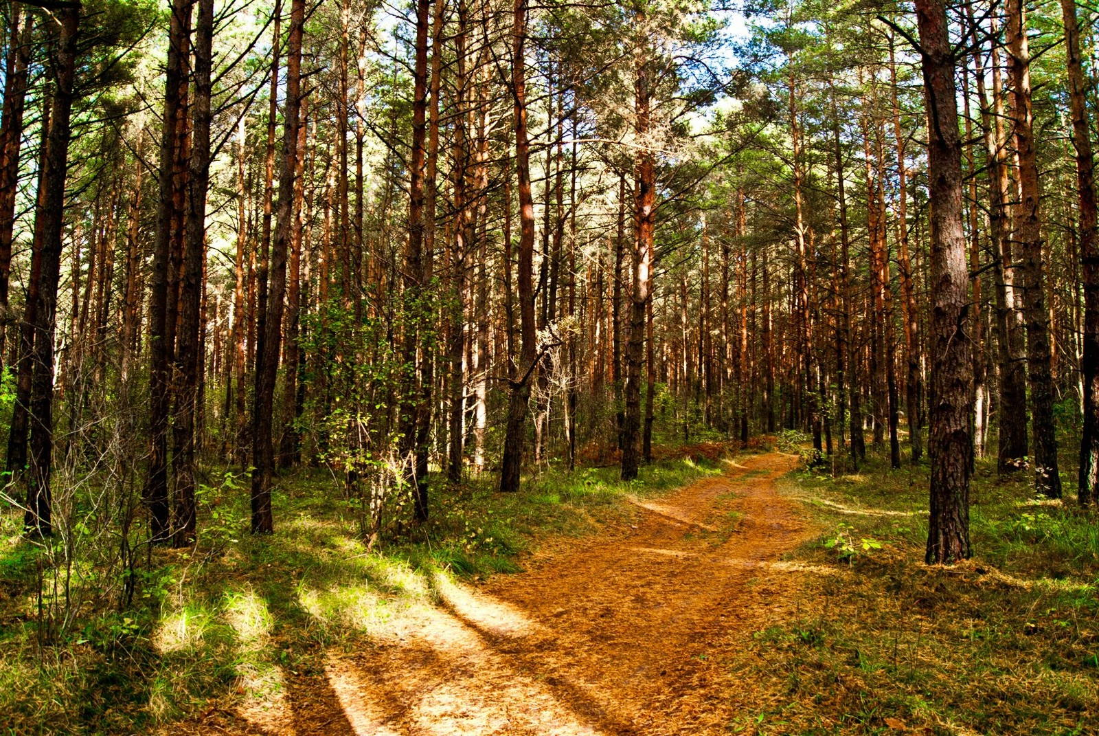 Beauty autumn. - Autumn mood, The nature of Russia, beauty of nature, Autumn, Longpost