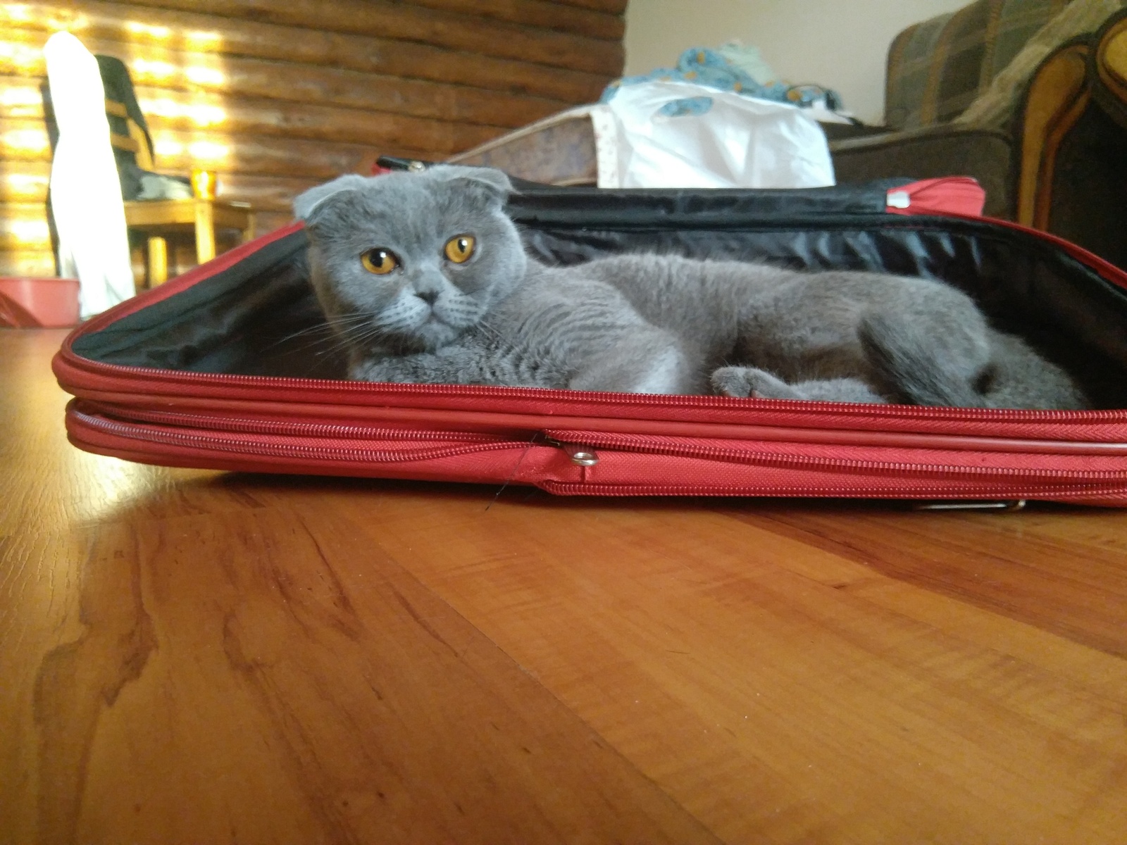 Котейку вам в ленту | Пикабу