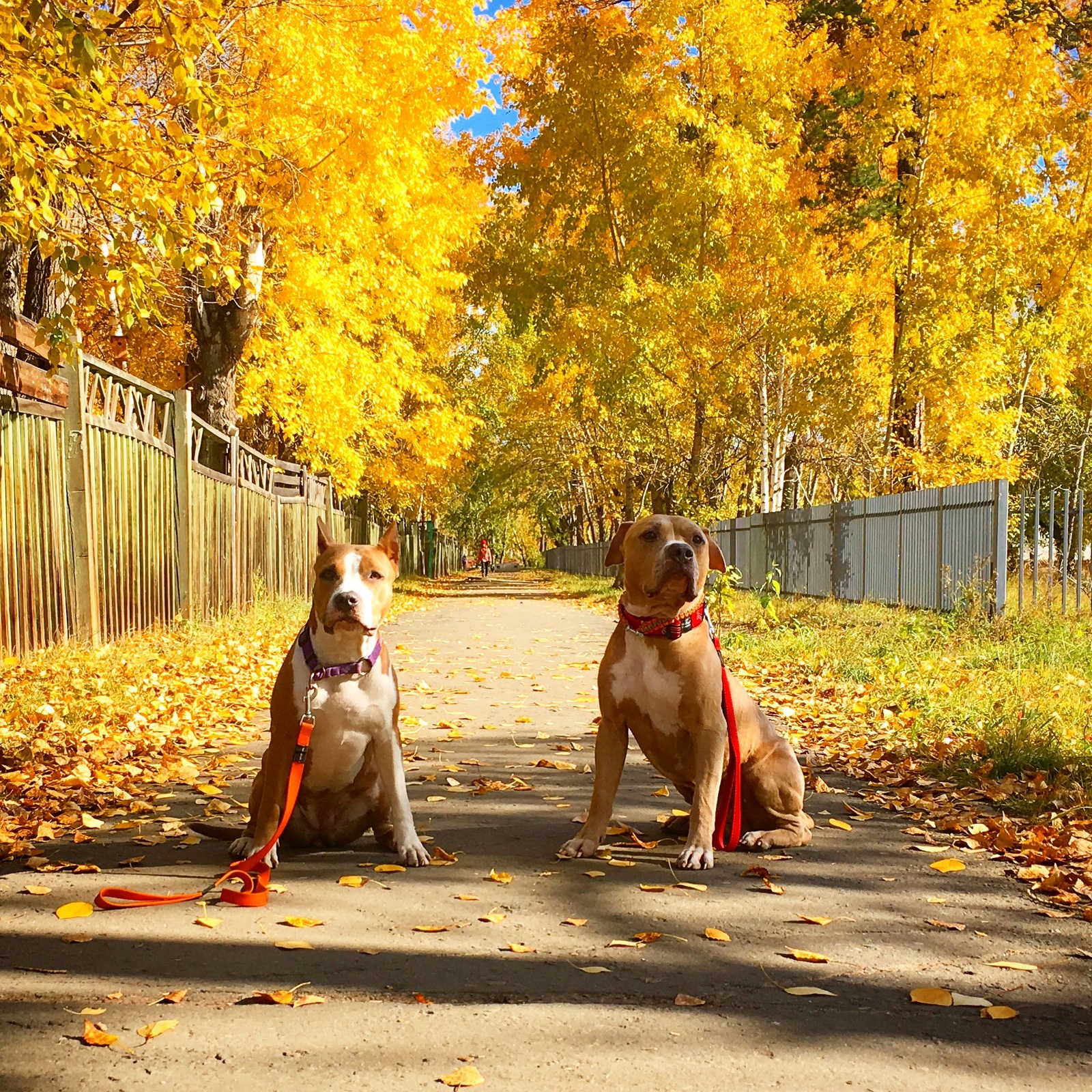 Autumn amstaffs - My, Dog, Amstaff, Stafford, Autumn