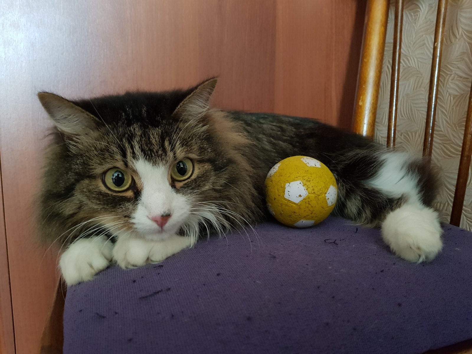 Cat with a ball. - My, cat, 