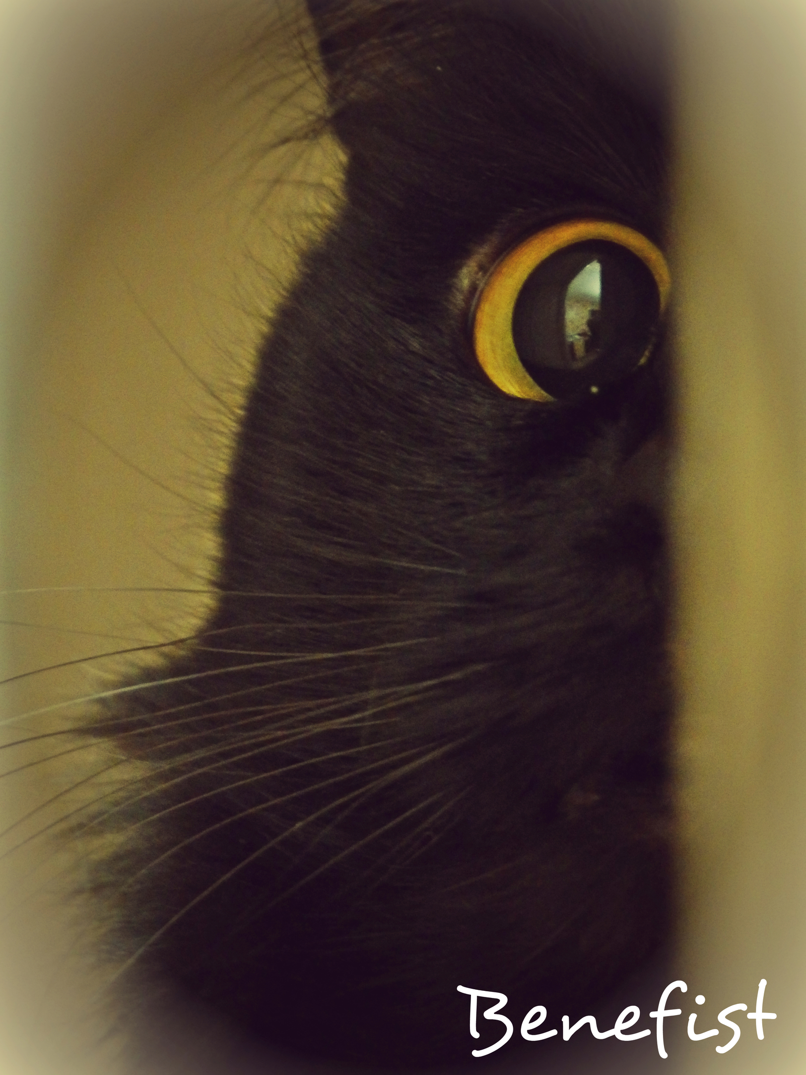 Has the vacuum cleaner gone yet? - My, cat, A vacuum cleaner, 