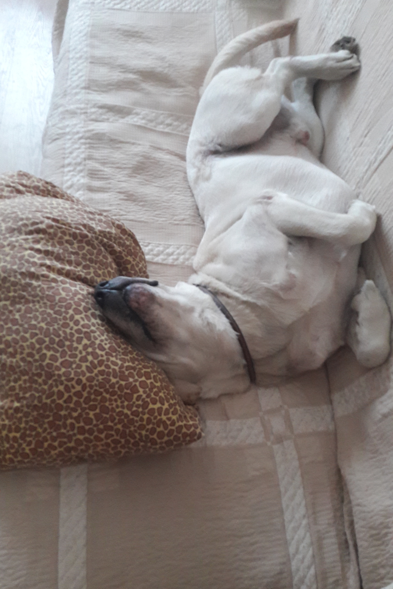 How do dogs sleep - Dog, Labrador, Dream, Longpost