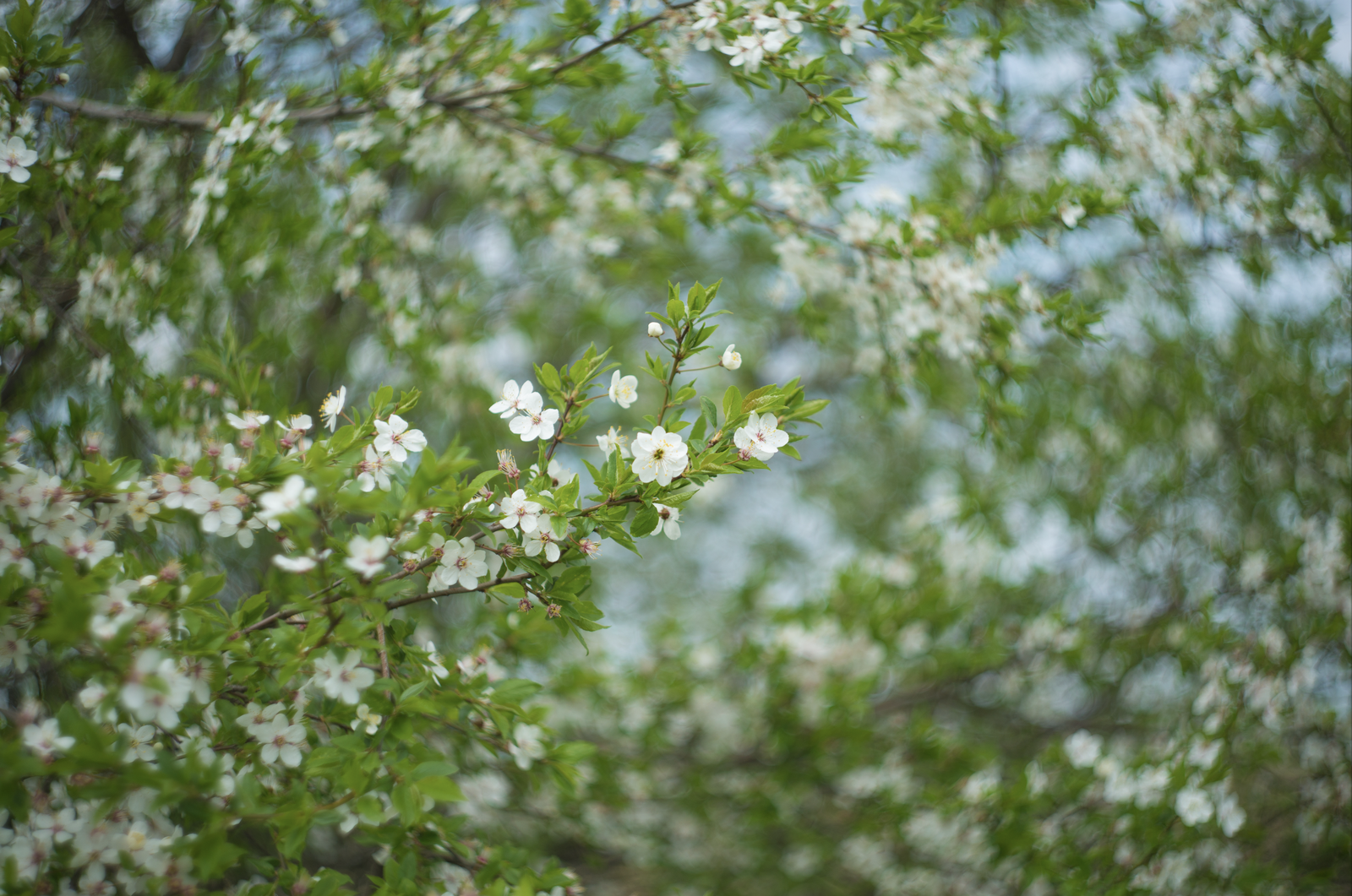 Swirled. Helios - My, Summer, Bloom, Helios, Nikon D610