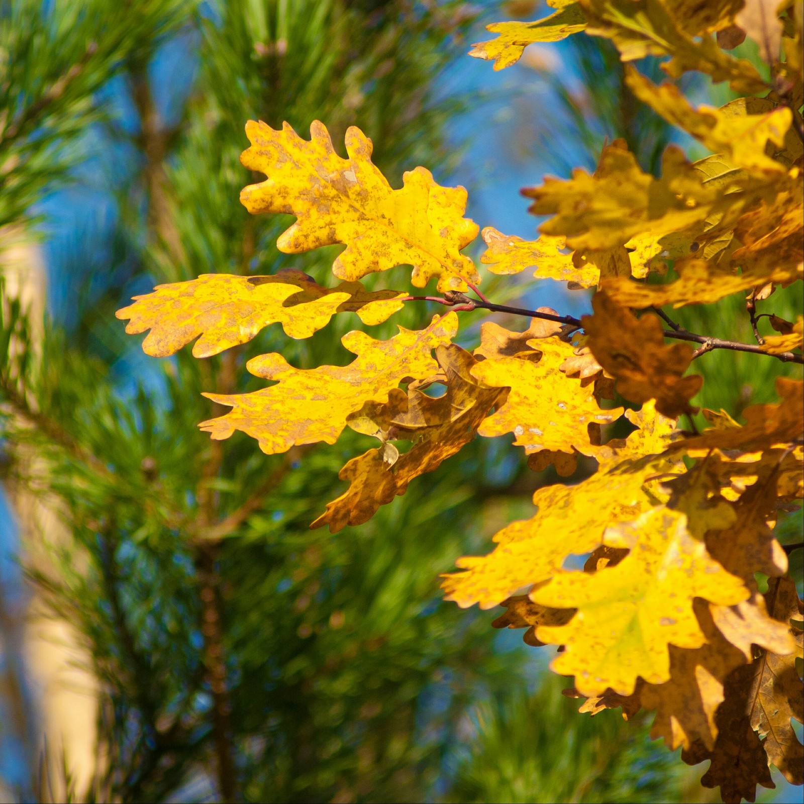 Beauty autumn. - Autumn mood, The nature of Russia, beauty of nature, Autumn, Longpost