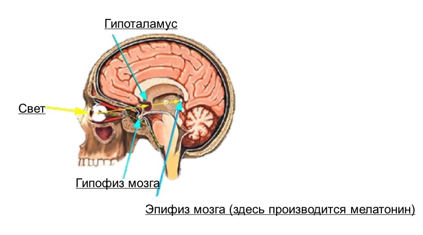 Blue light and its effect on the body - Melatonin, Dream, Brain, Hormones, Technologies