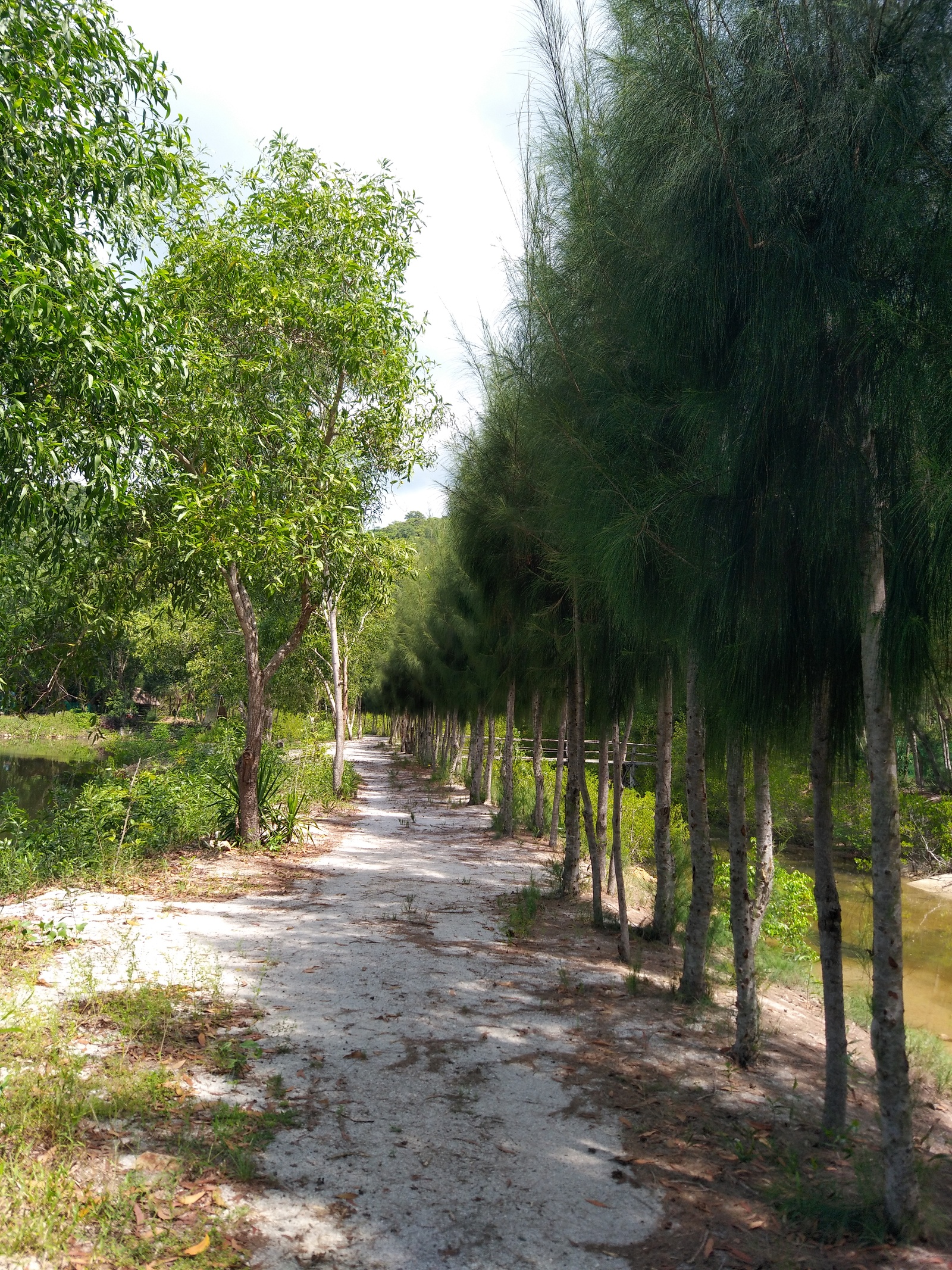 The right side of the photo looks like it was painted - My, Nature, Vietnam