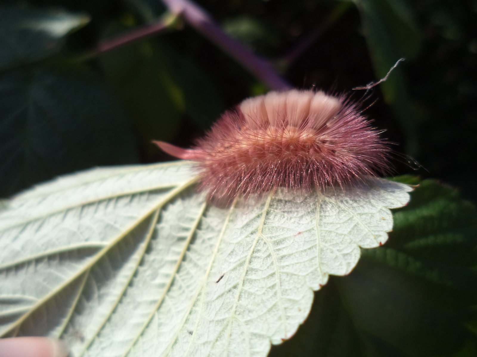 Whose caterpillars? - My, Caterpillar, What's this?