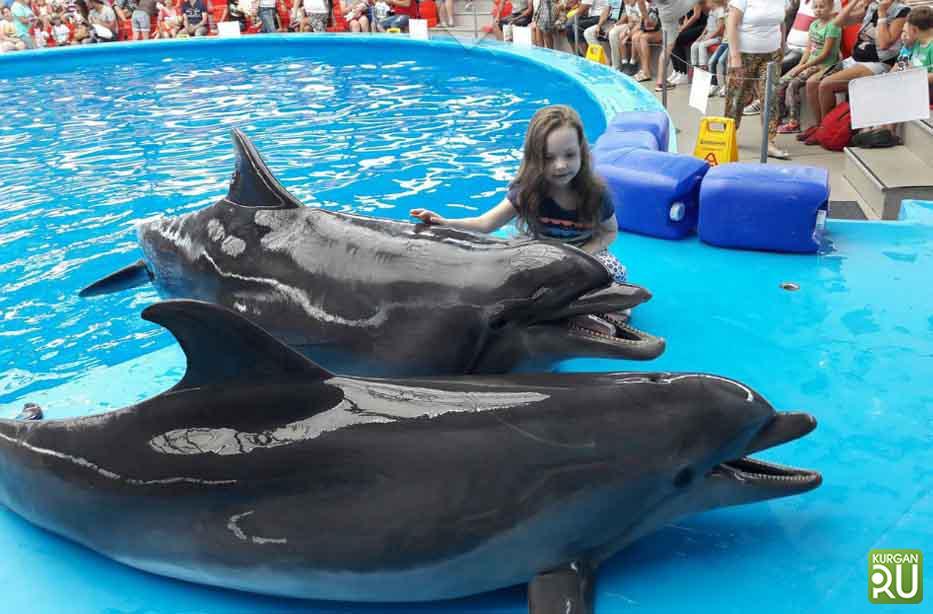 Dolphinariums and petting zoos may be banned. The law is already being prepared in the State Duma - My, Mound, Russia, Law, Dolphinarium, Zoo, Animals, Animal defenders, State Duma