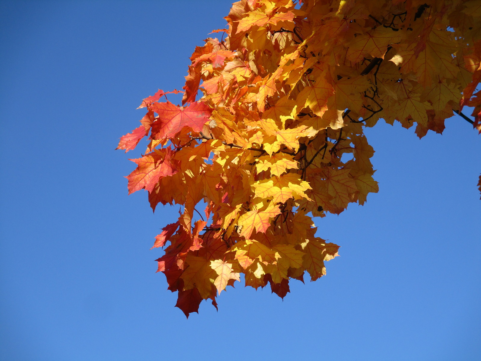 Angarskiye Prudy Park, Moscow. - My, Beginning photographer, My, Autumn, Longpost