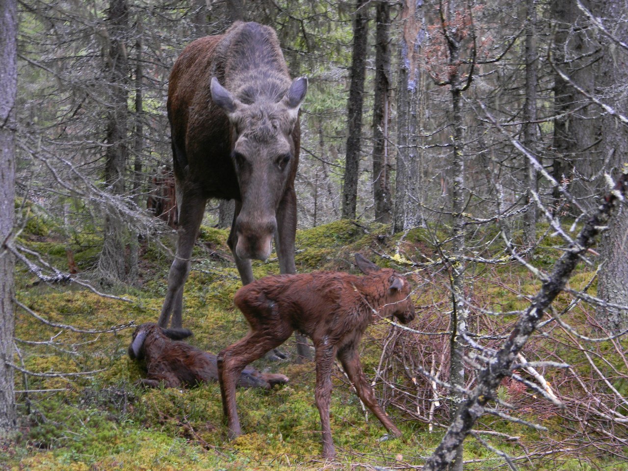 Autumn came, put a leaf on her shoulder and asked - for cognac? - Autumn, Moose calves, Longpost