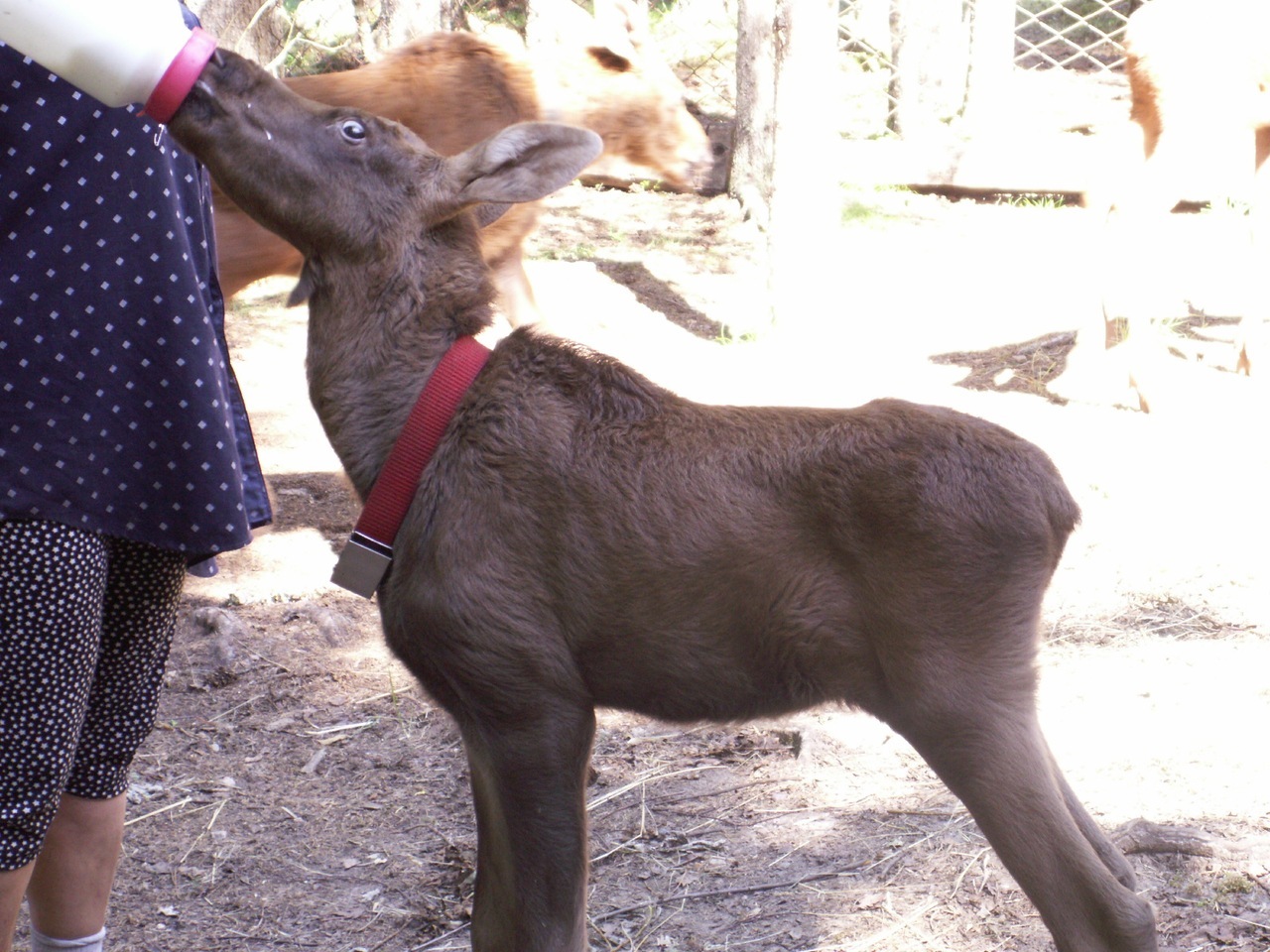 Autumn came, put a leaf on her shoulder and asked - for cognac? - Autumn, Moose calves, Longpost