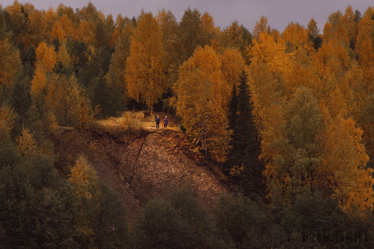 Autumn came, put a leaf on her shoulder and asked - for cognac? - Autumn, Moose calves, Longpost