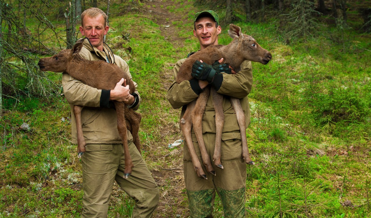 Autumn came, put a leaf on her shoulder and asked - for cognac? - Autumn, Moose calves, Longpost