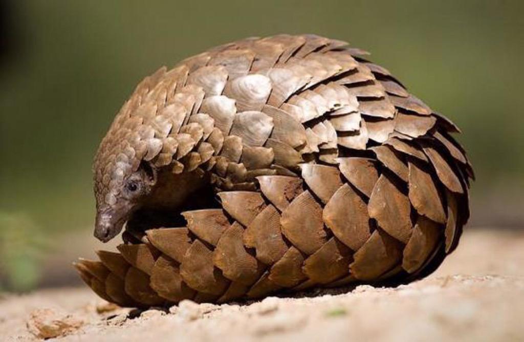 Pangolin population declined due to poaching - Animals, Poachers, Longpost