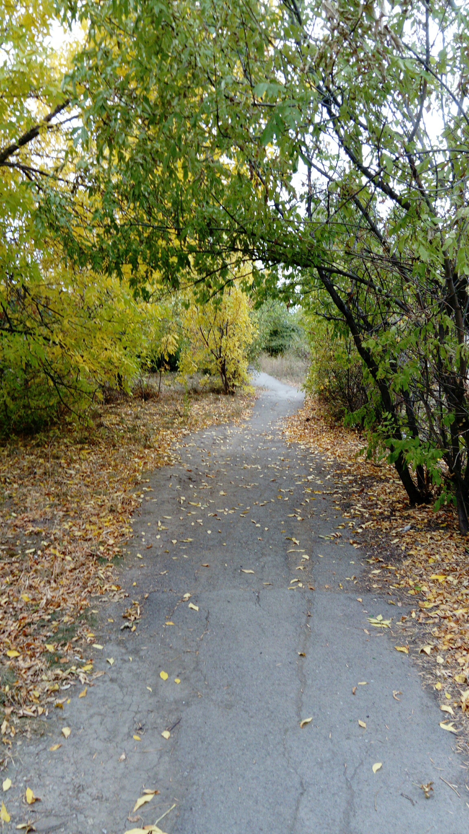 sudden coincidence - My, The photo, Autumn, Longpost