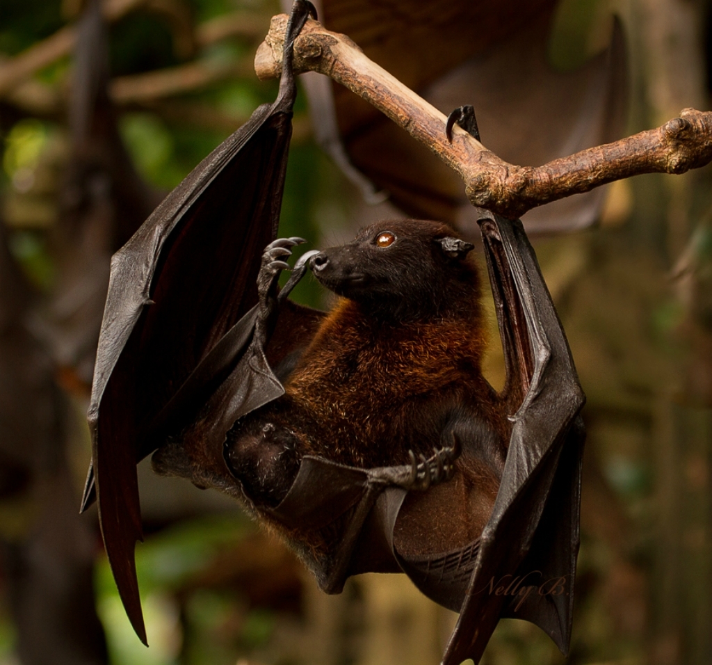 Flying fox - Bats, A selection, The photo, Longpost