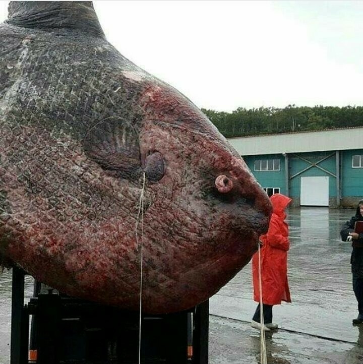 Moon fish caught in fishermen's nets in Kamchatka - Monster, Kamchatka, Amazing, Fish Moon