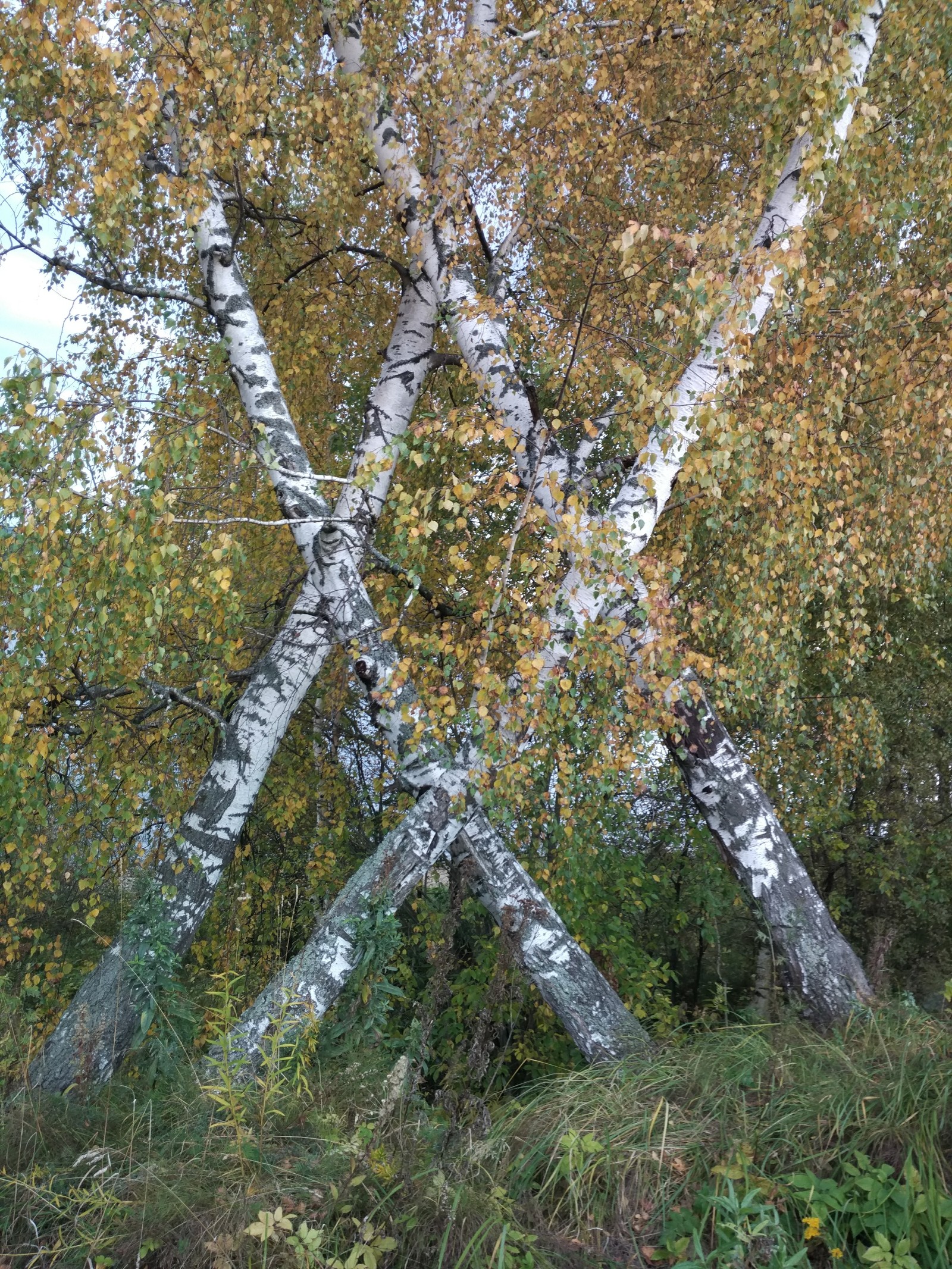 Runic birches - Birch, Miracle