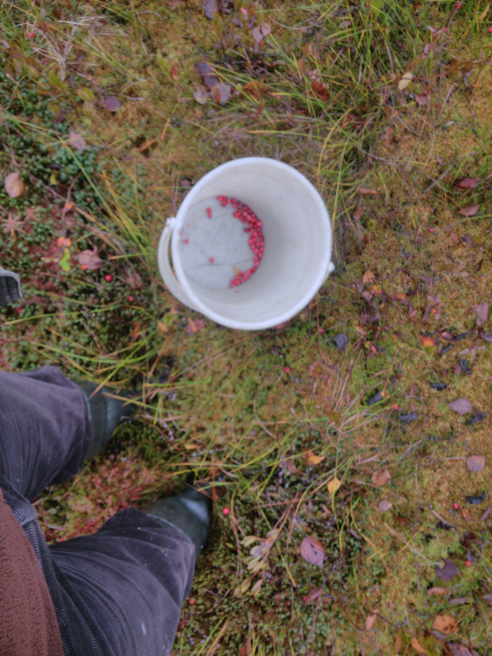 Collecting cranberries in the swamps - Cranberry, Карелия, Autumn, Longpost