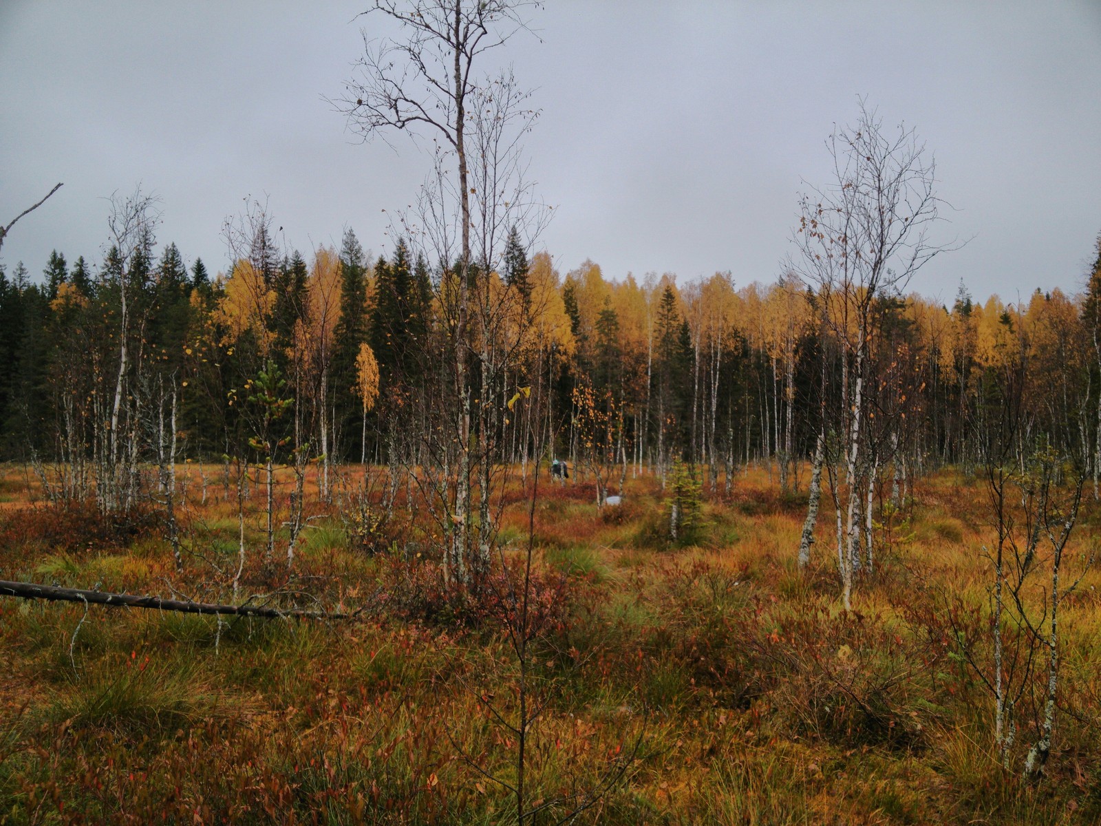 Collecting cranberries in the swamps - Cranberry, Карелия, Autumn, Longpost