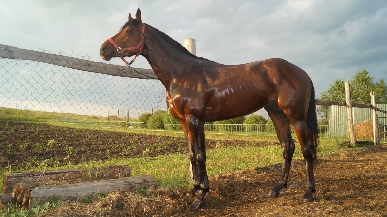 Help find a horse! - Horses, Horsemen, Help, Omsk, Theft, Siberia