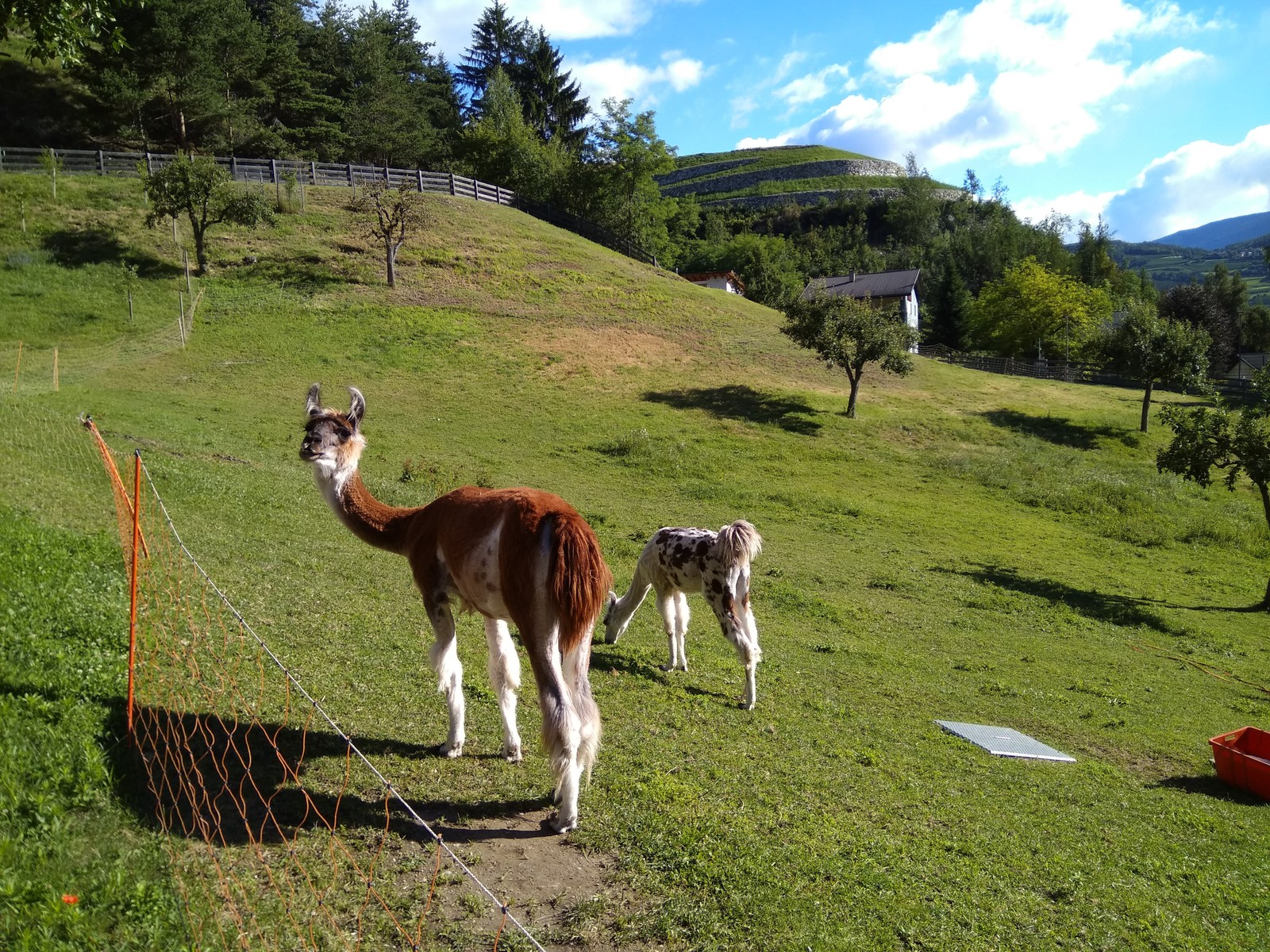 local horses - My, Animals, Italy, Lock, Longpost