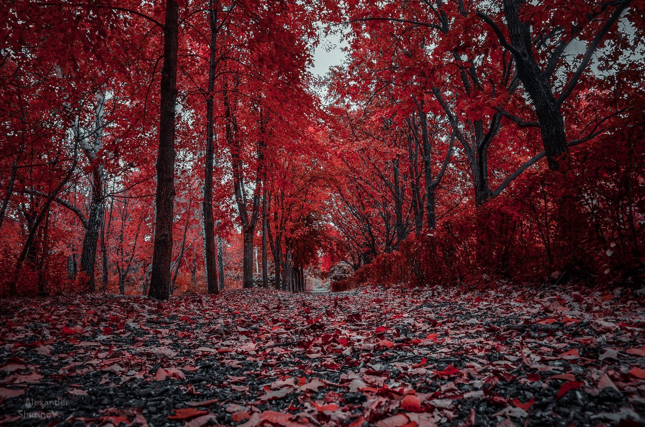 Autumn in Ulyanovsk. - Autumn, Beauty contest, Russia, Longpost