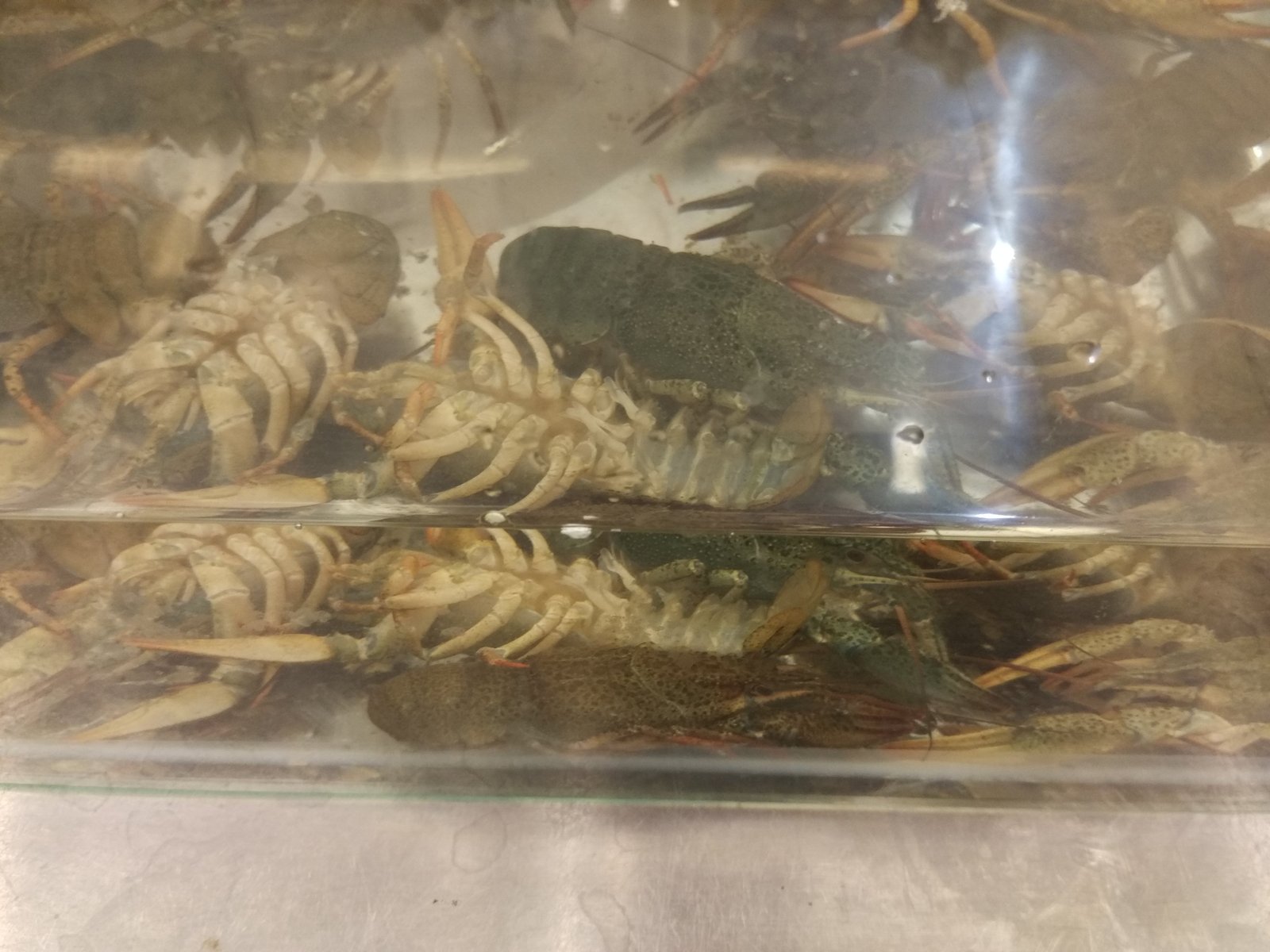 live crayfish - My, Crayfish, thanks for being alive