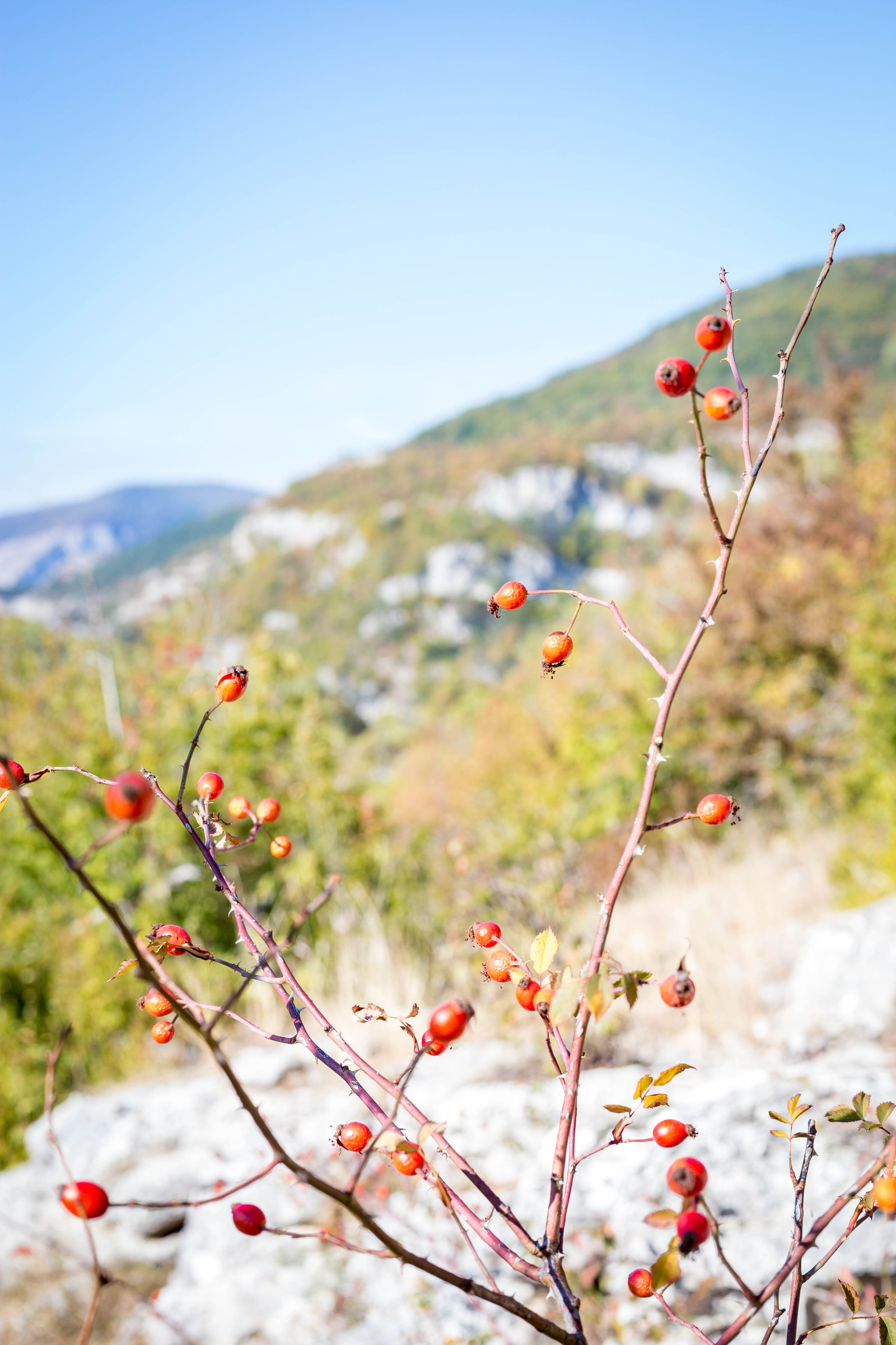 Autumn Crimea, Beginning of the Season of Colors. - My, Crimea, Travels, The mountains, The photo, Nature, Forest, Animals, Longpost