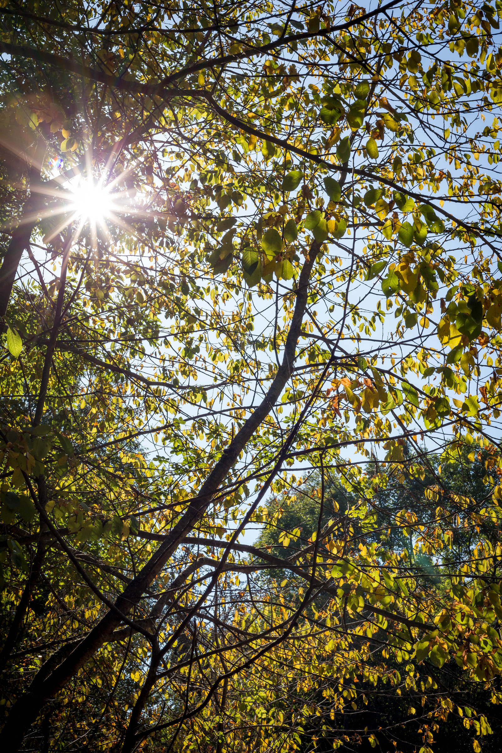 Autumn Crimea, Beginning of the Season of Colors. - My, Crimea, Travels, The mountains, The photo, Nature, Forest, Animals, Longpost