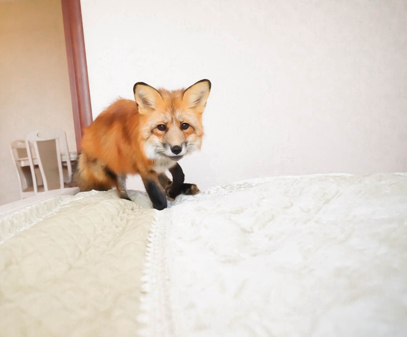 domestic fox instincts - My, Domestic foxes, Domestic fox, , Pets, Instinct, Fox