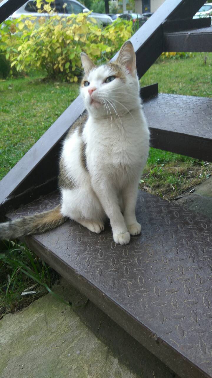 Young noblewoman looking for a home - My, Looking for a home, Help, In good hands, cat, Longpost, Moscow, Ryazan, Railway, Zheleznodorozhny city