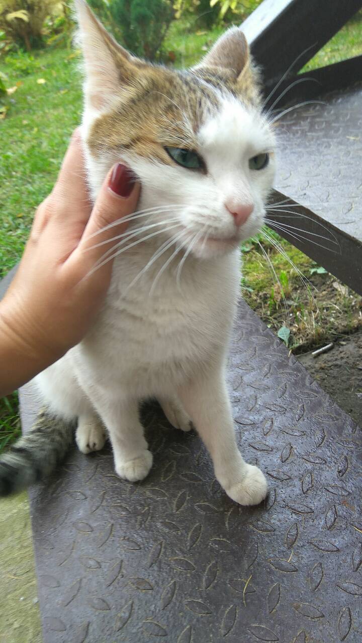 Young noblewoman looking for a home - My, Looking for a home, Help, In good hands, cat, Longpost, Moscow, Ryazan, Railway, Zheleznodorozhny city