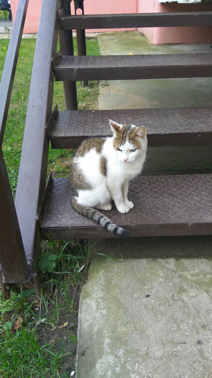 Young noblewoman looking for a home - My, Looking for a home, Help, In good hands, cat, Longpost, Moscow, Ryazan, Railway, Zheleznodorozhny city